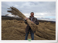 Комбайн для тростника (процесс покоса тростника, видео) - Экопанели из ржаной соломы и тростника